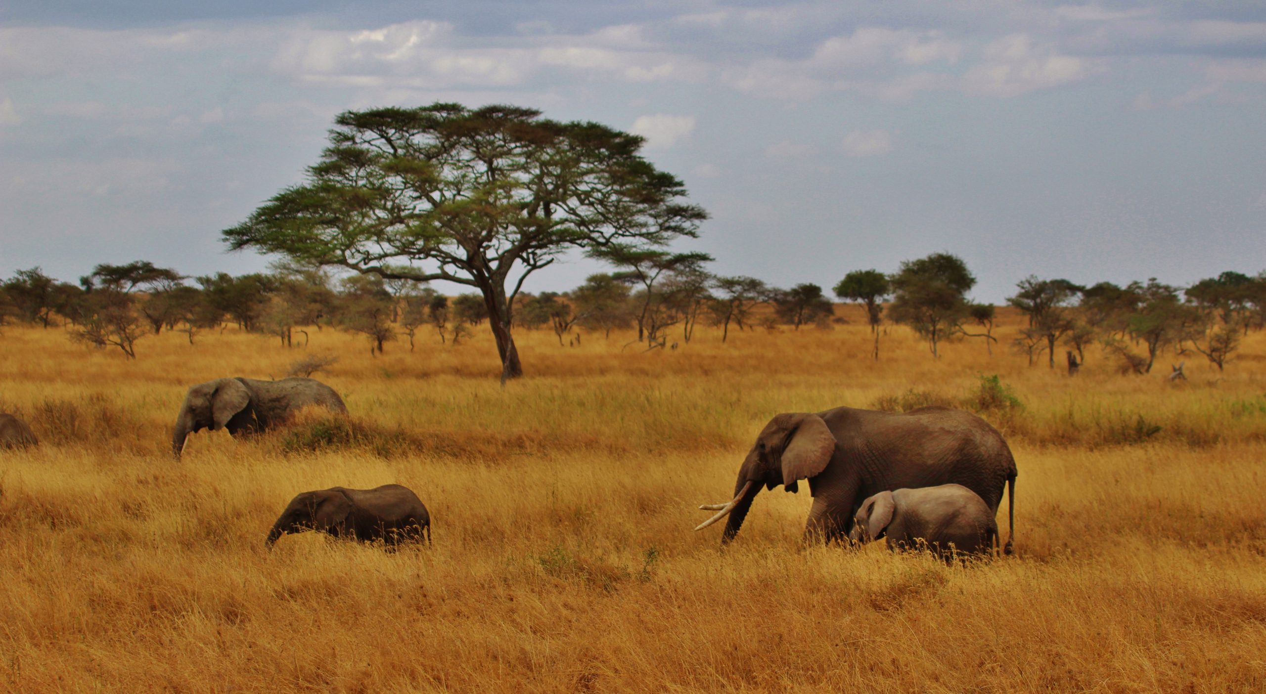 Erlebnis Safari Tansania